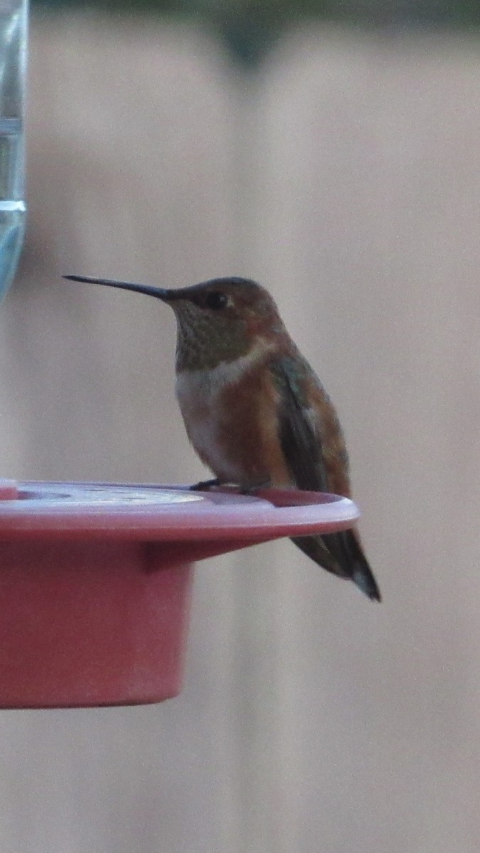 Colibrí Rufo - ML646238696