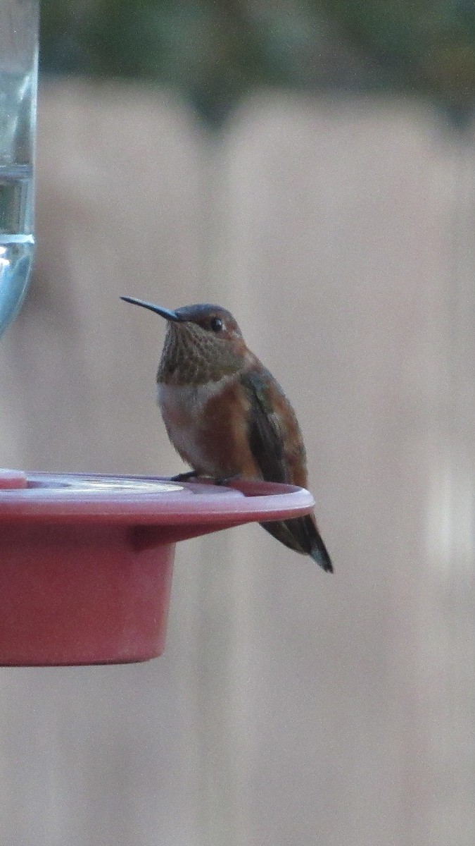 Colibrí Rufo - ML646238697