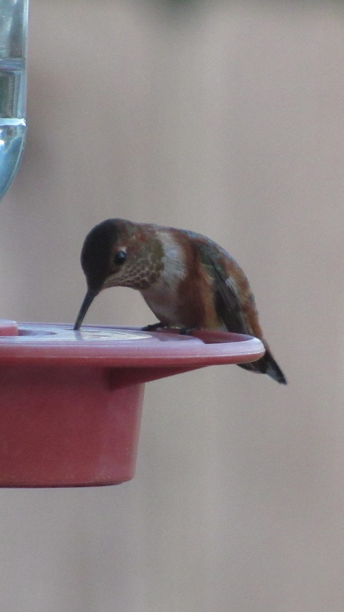 Colibrí Rufo - ML646238698