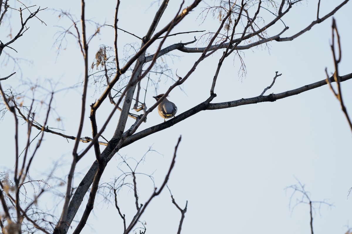 Ampelis Europeo - ML646238699