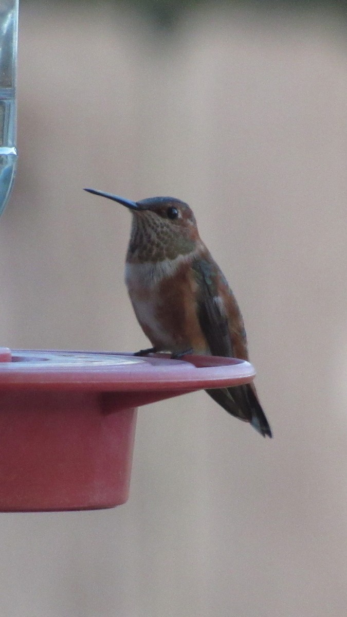 Colibrí Rufo - ML646238706