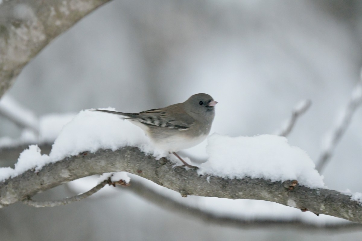 Dark-eyed Junco - ML646238707