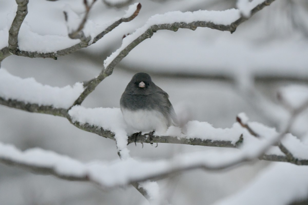 Dark-eyed Junco - ML646238708