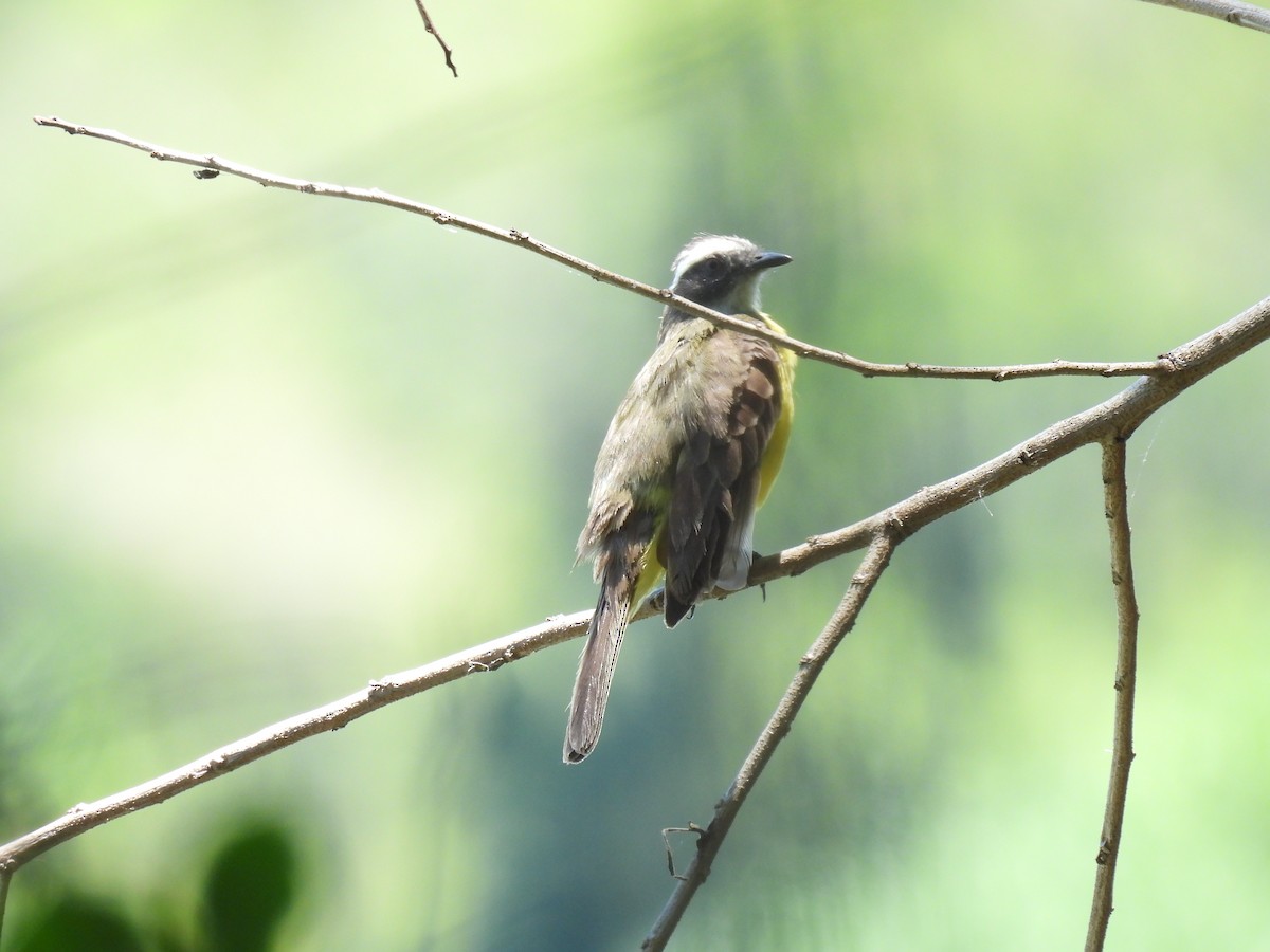 Sosyal Tiran - ML646238709