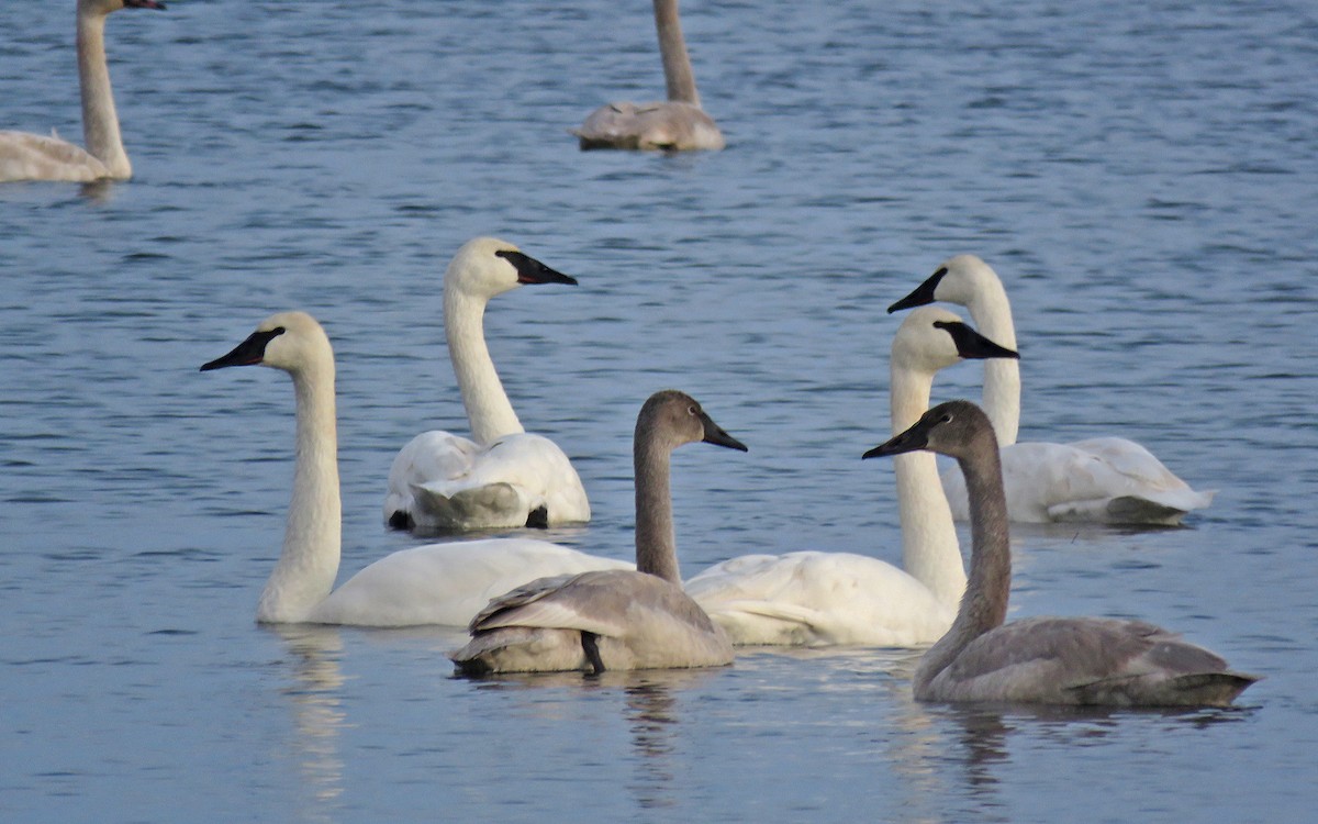 Trumpeter Swan - ML646238711