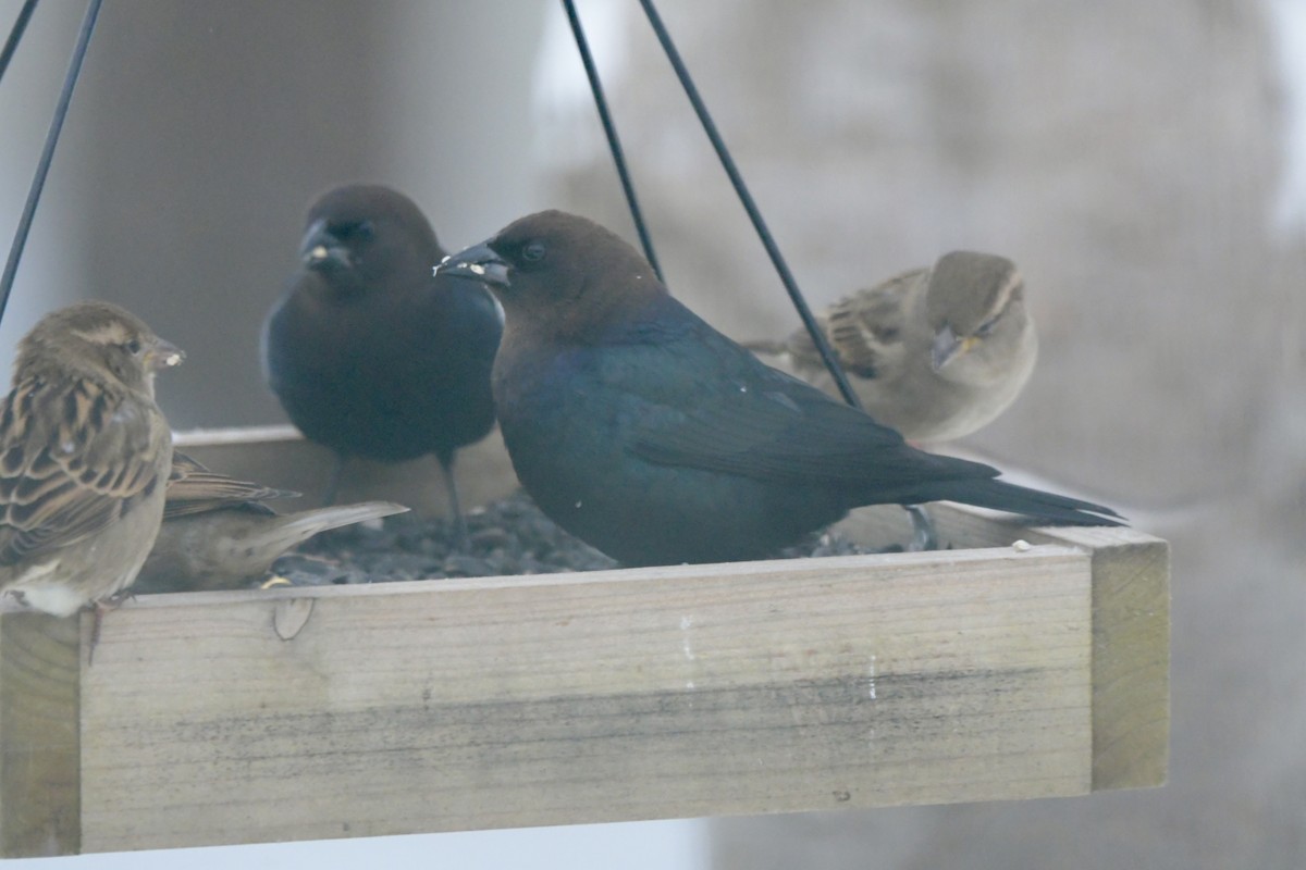 Braunkopf-Kuhstärling - ML646238712