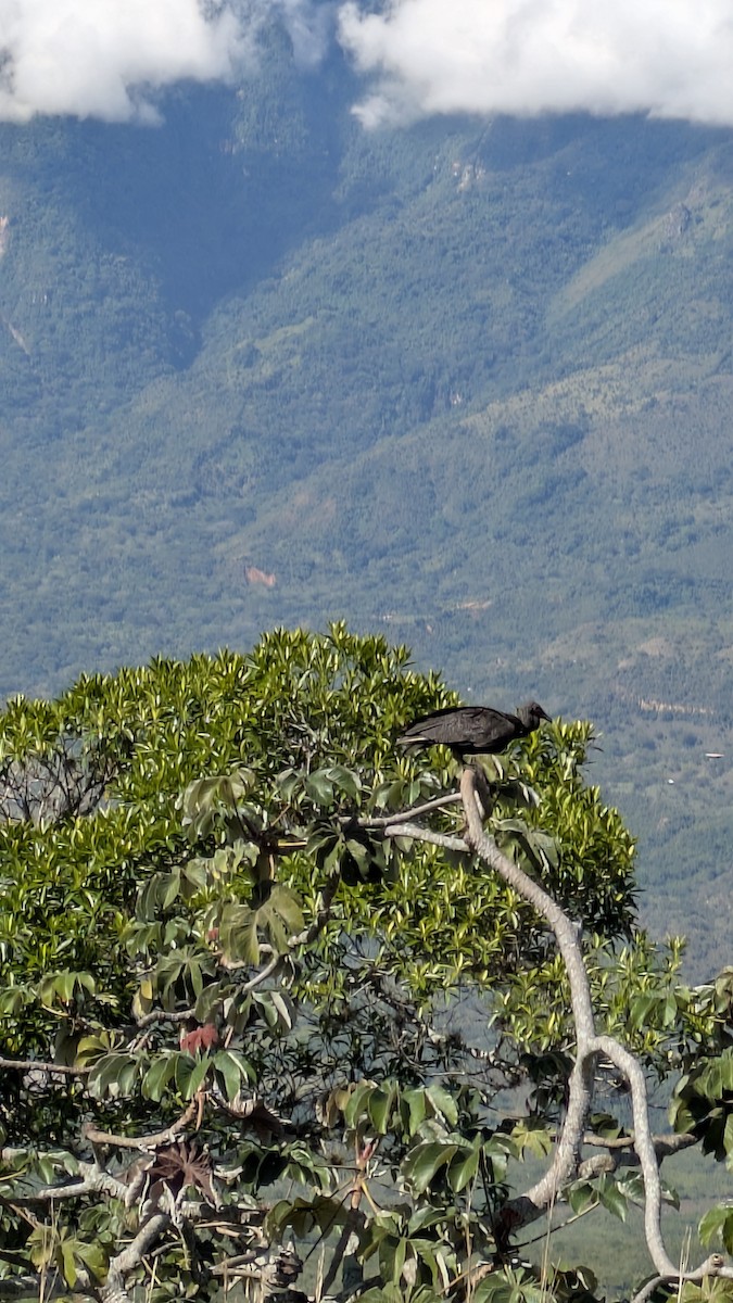 Black Vulture - ML646238713