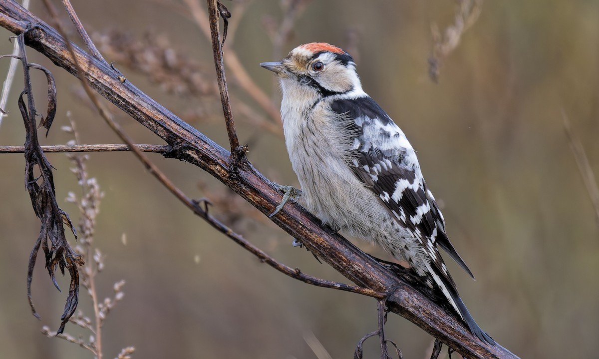Lesser Spotted Woodpecker - ML646238716