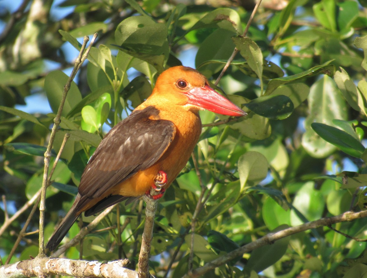 ledňáček hnědokřídlý - ML646238719