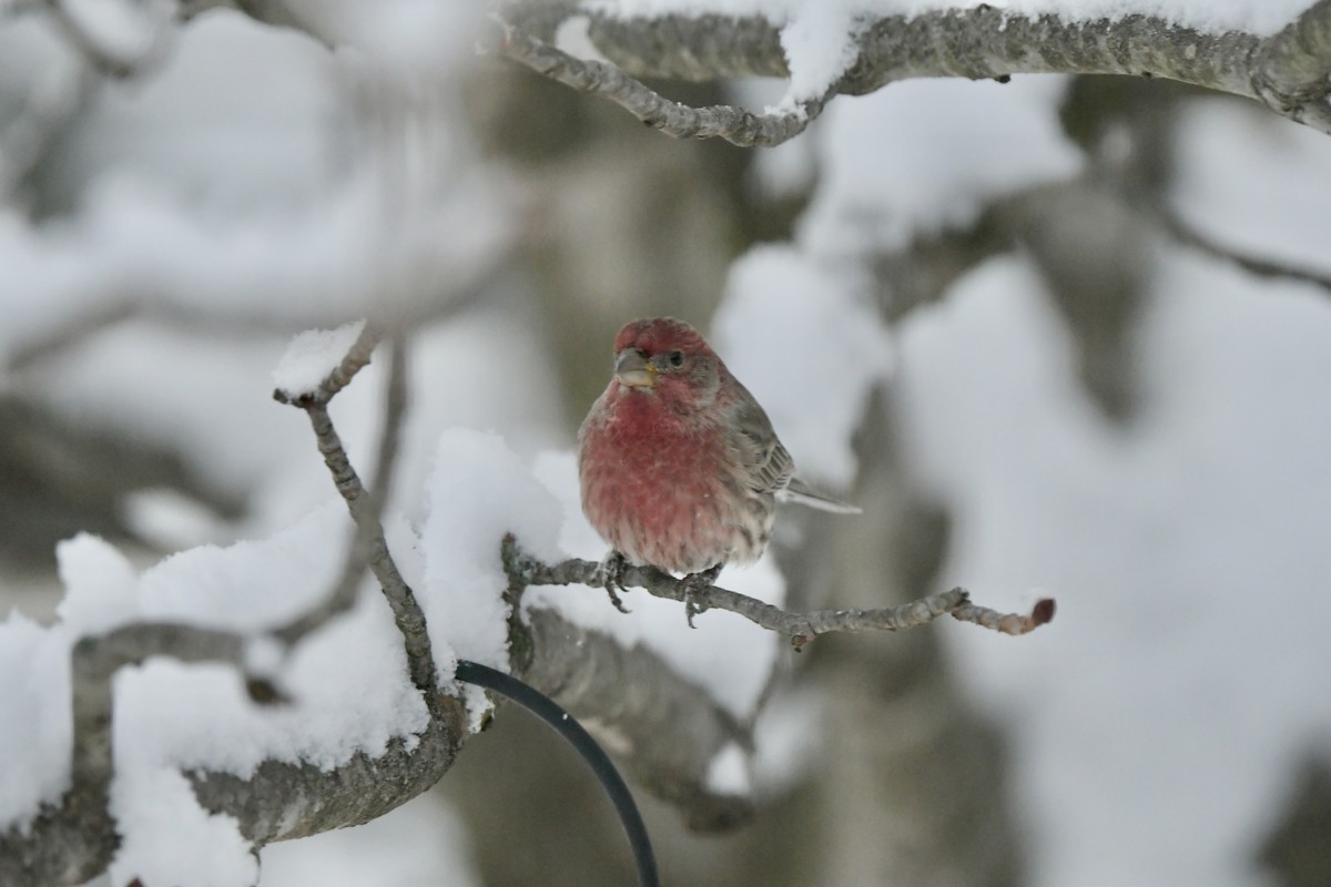 House Finch - ML646238722