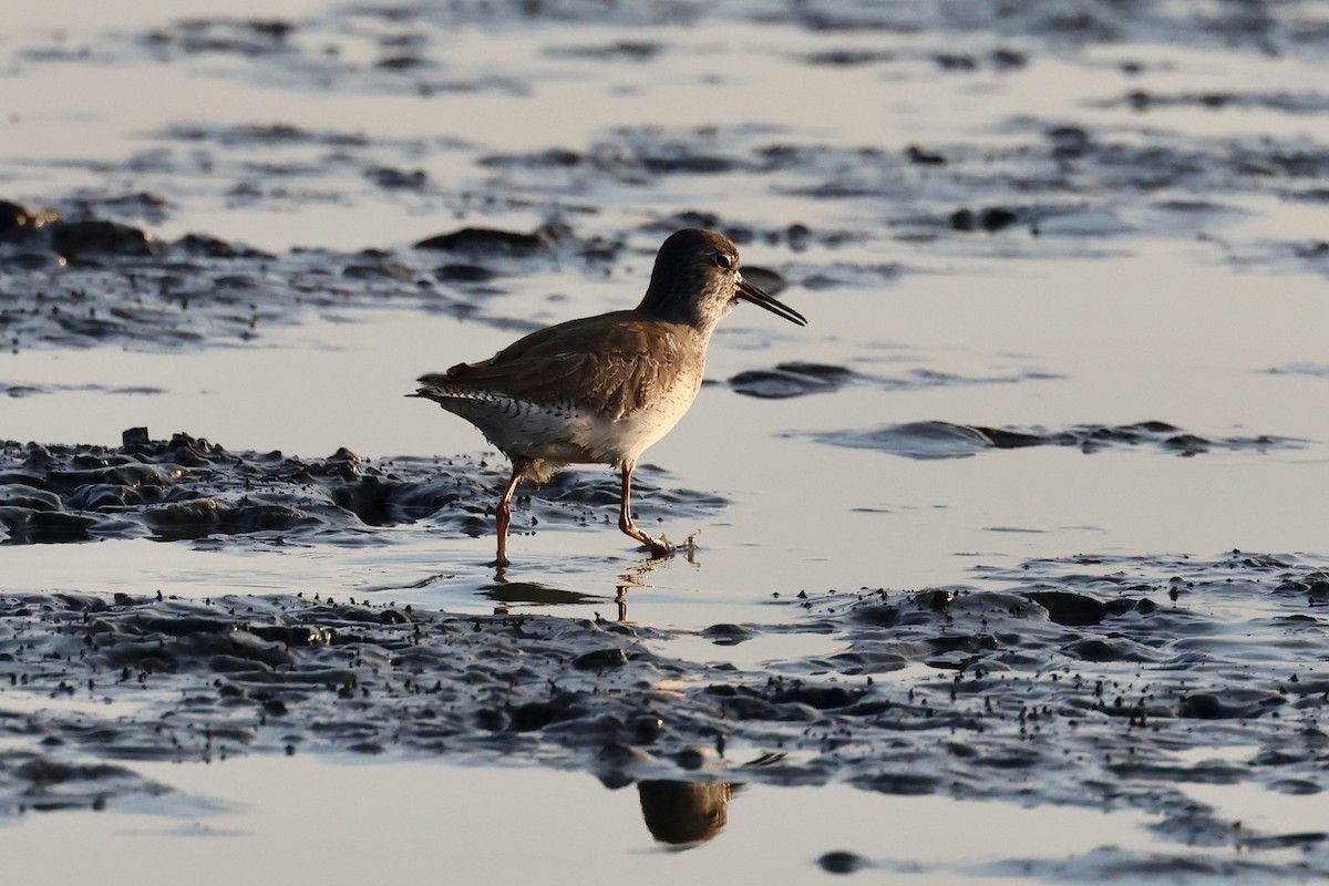 Common Redshank - ML646238723
