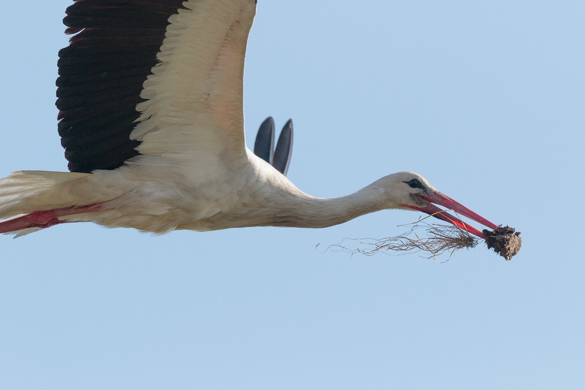 חסידה לבנה - ML646238725