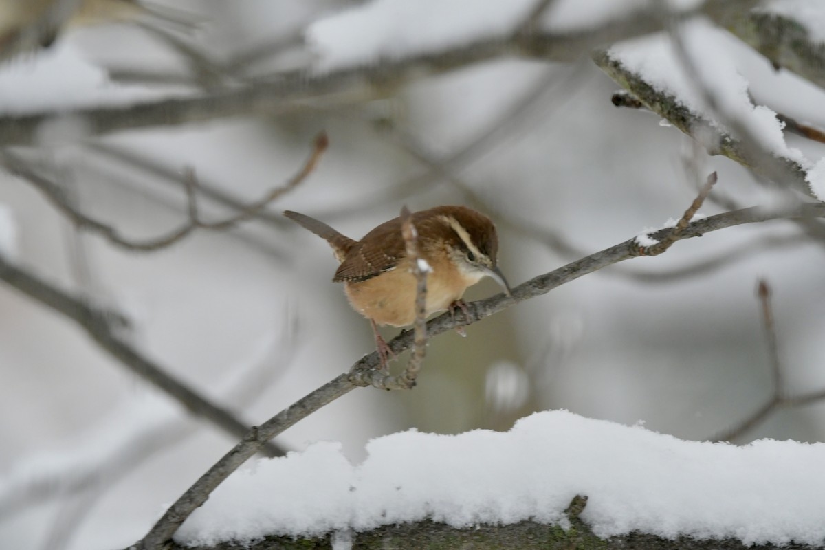 Carolina Wren - ML646238727