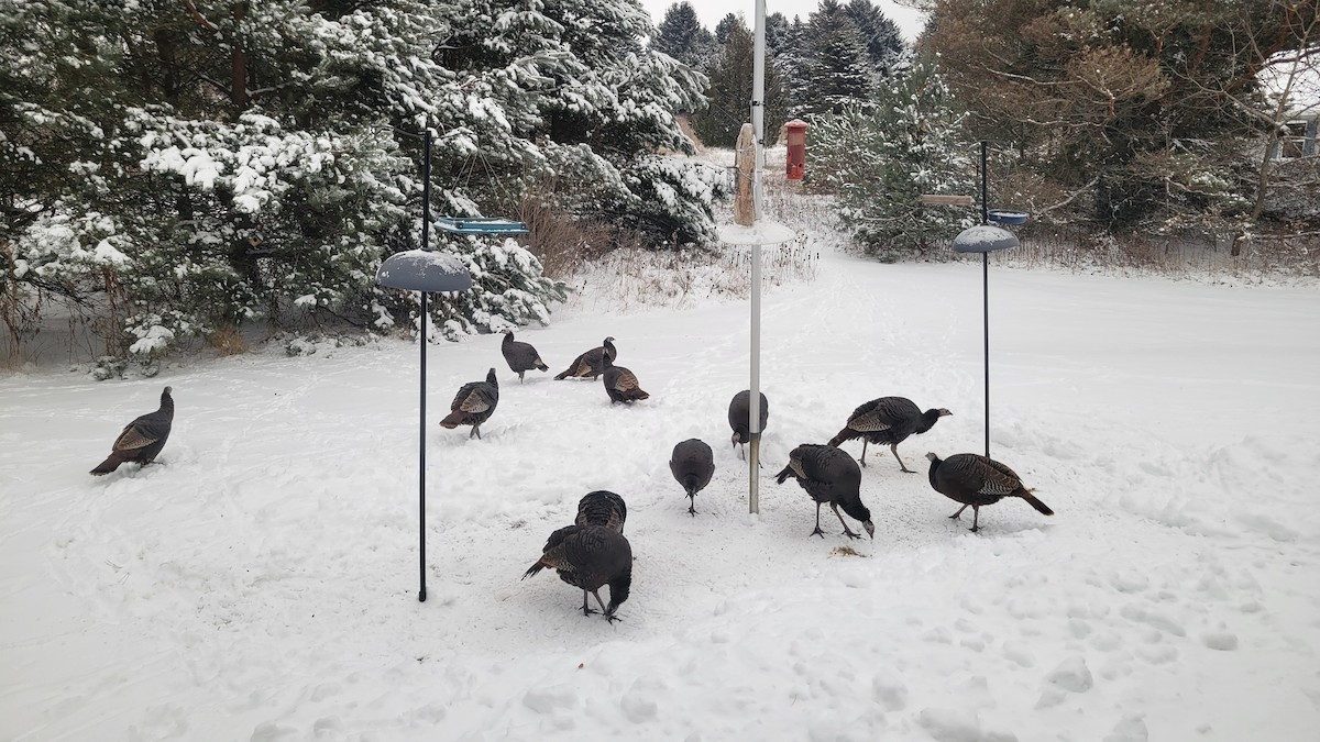 Wild Turkey - ML646238731