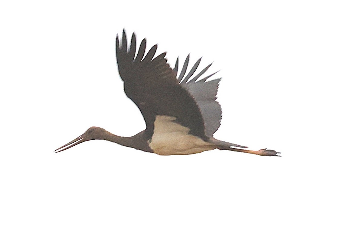 čáp černý - ML646238734