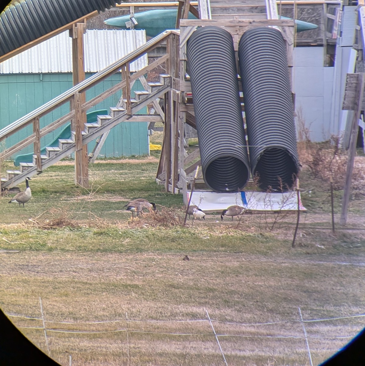 Ross's Goose - ML646238744