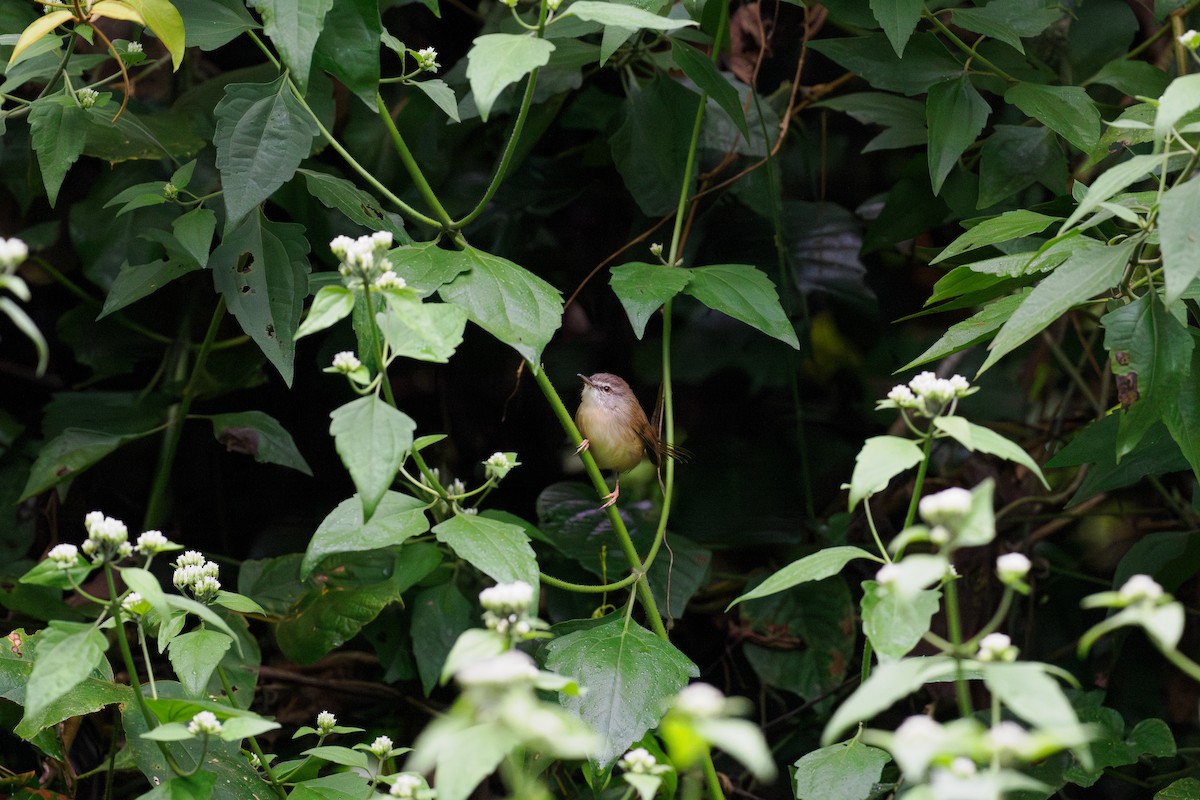 Rufescent Prinia - ML646238765