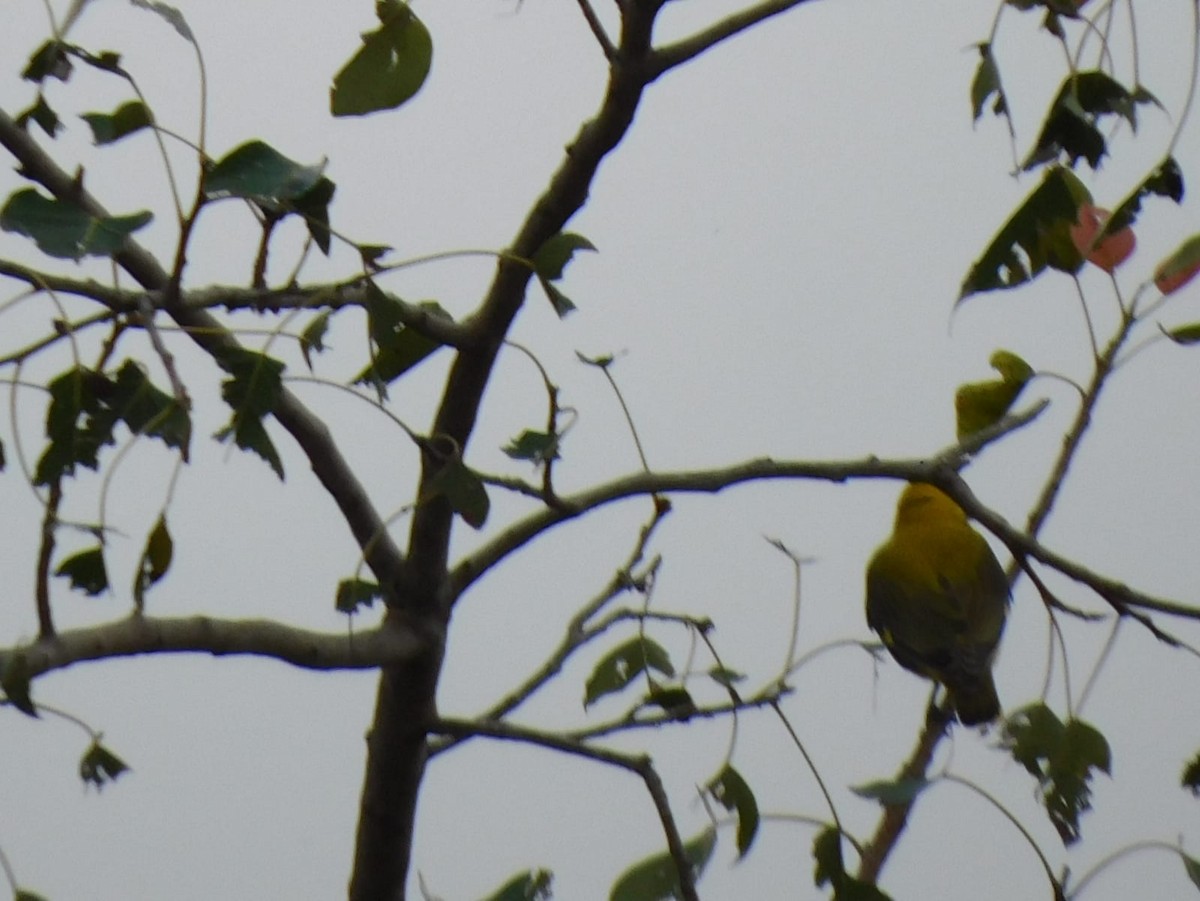 Indian Golden Oriole - ML646238773