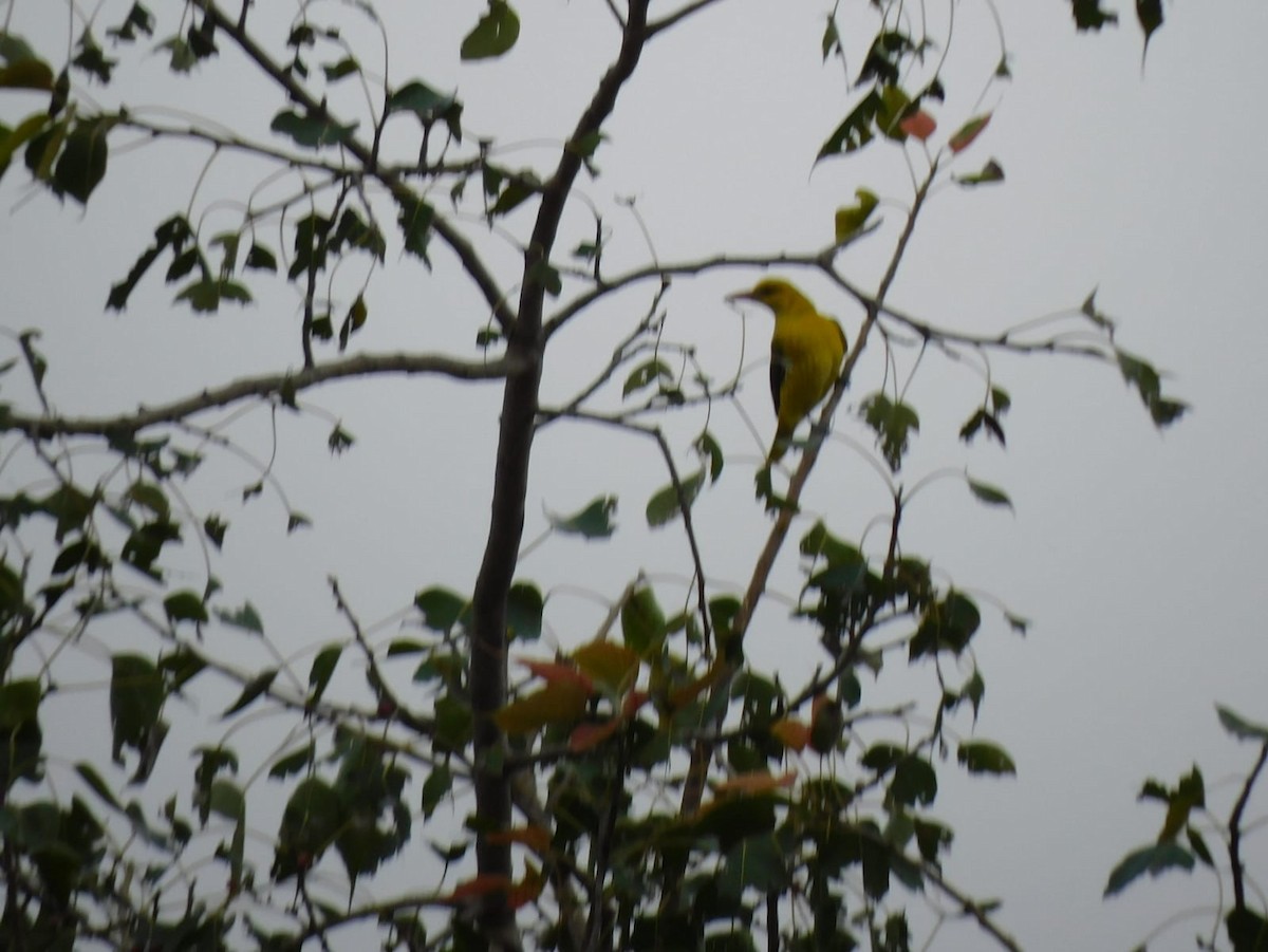 Indian Golden Oriole - ML646238774