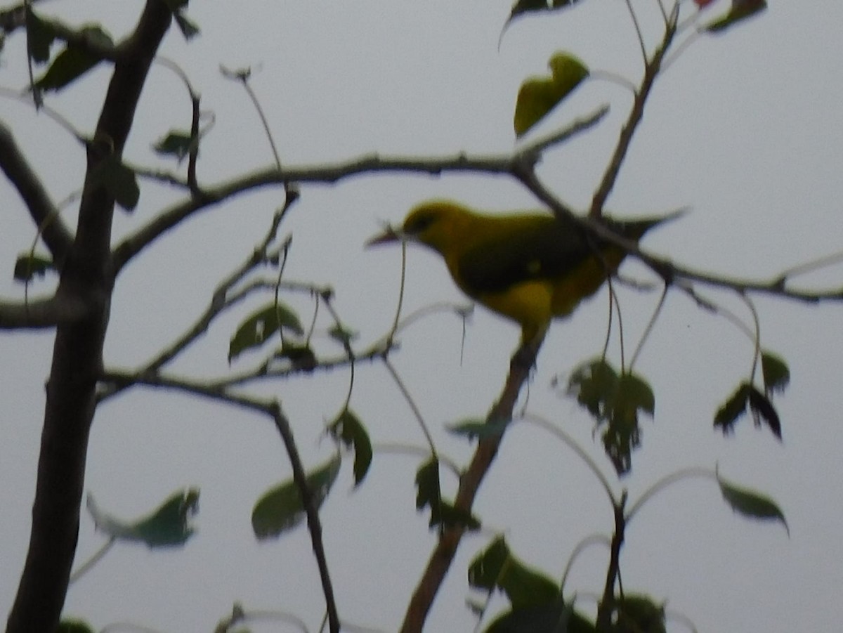 Indian Golden Oriole - ML646238775