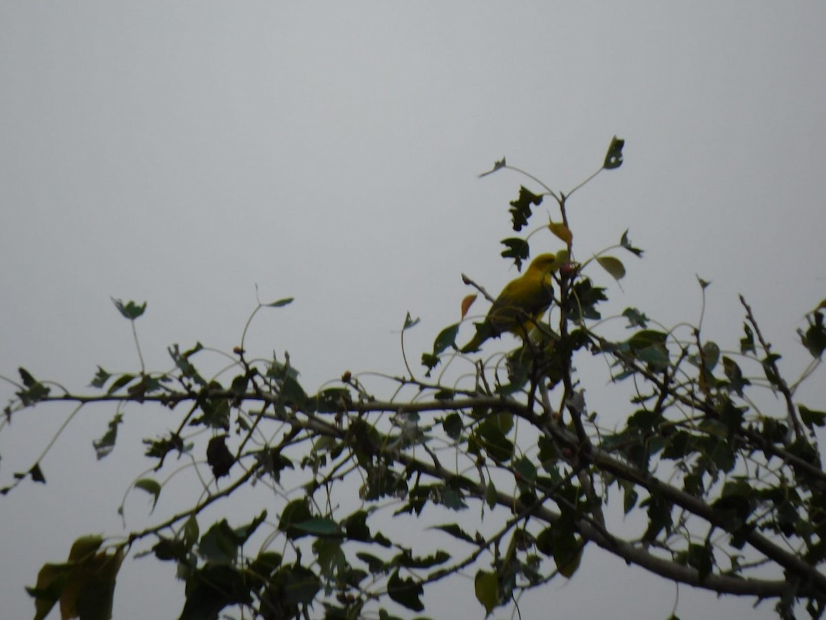 Indian Golden Oriole - ML646238776