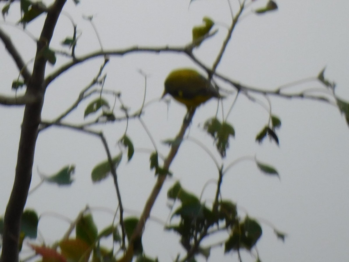 Indian Golden Oriole - ML646238777