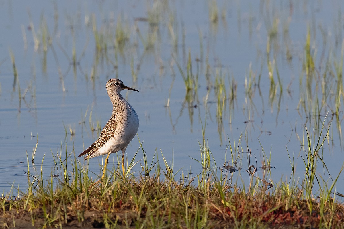 ביצנית מנומרת - ML646238781