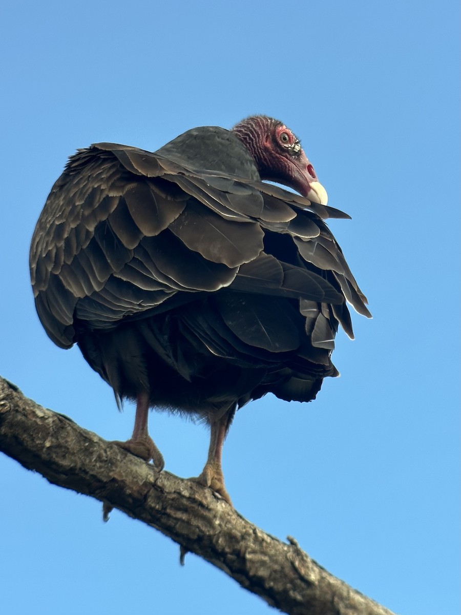 Turkey Vulture - ML646238786