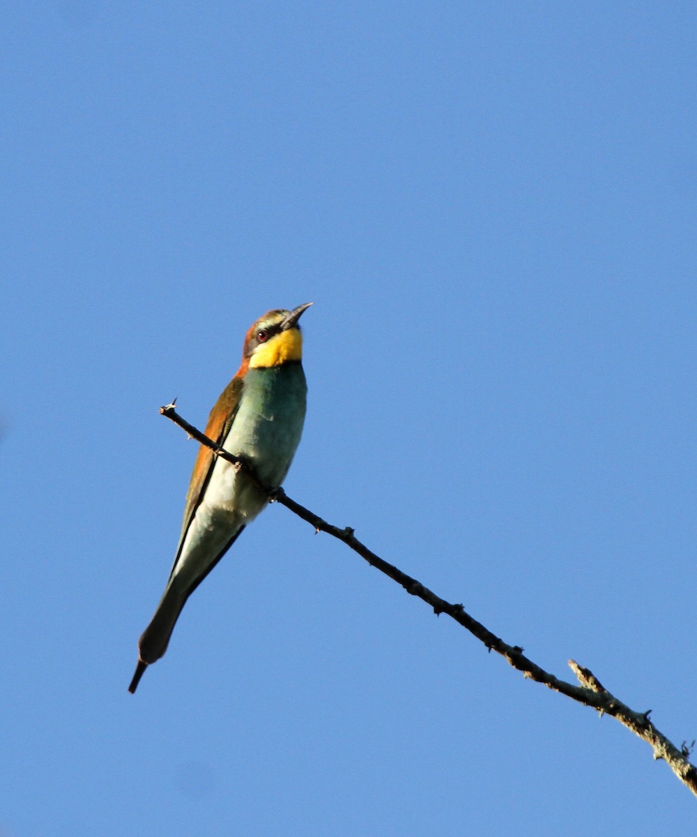 European Bee-eater - ML646238787