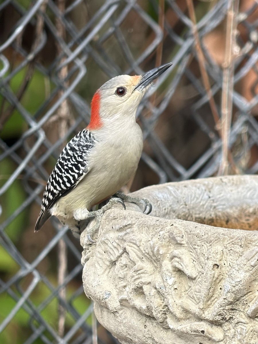 Red-bellied Woodpecker - ML646238788
