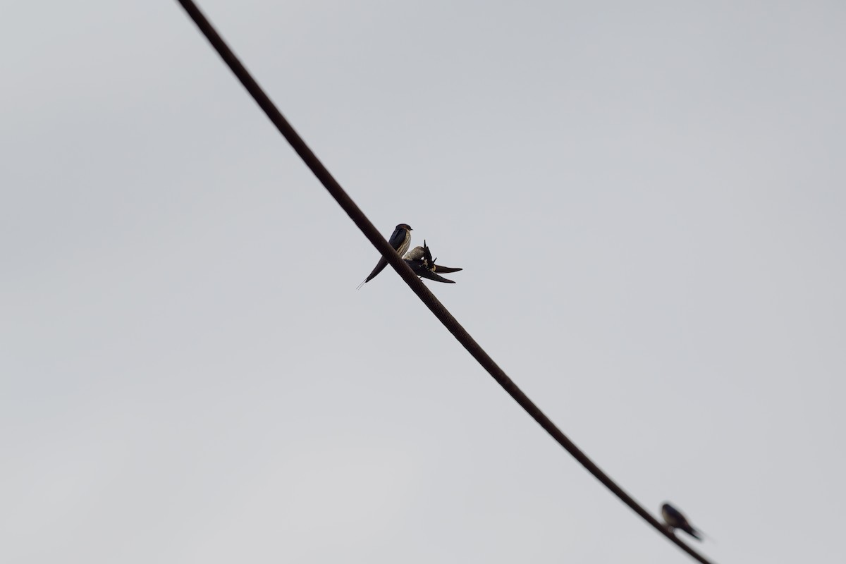 Eastern Red-rumped Swallow (Striated) - ML646238789