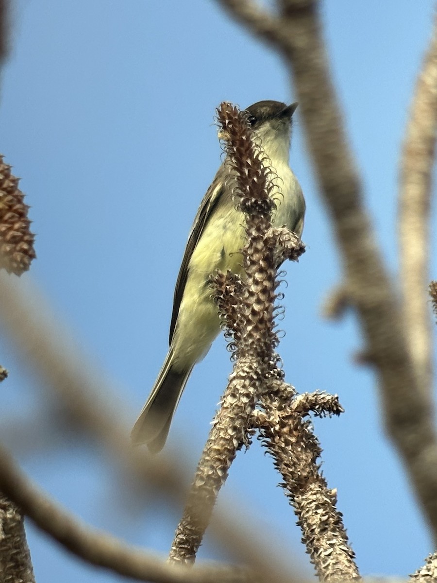 Eastern Phoebe - ML646238791