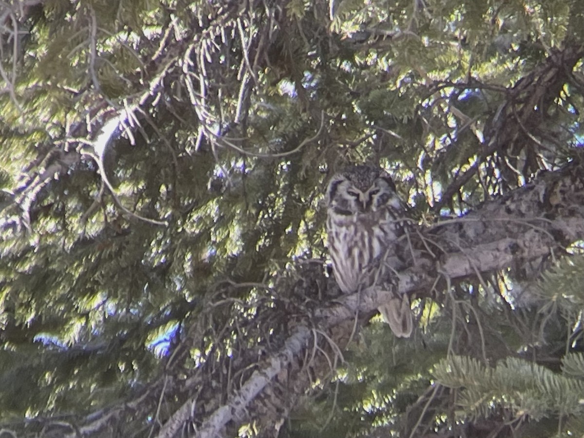 Boreal Owl - ML646238793