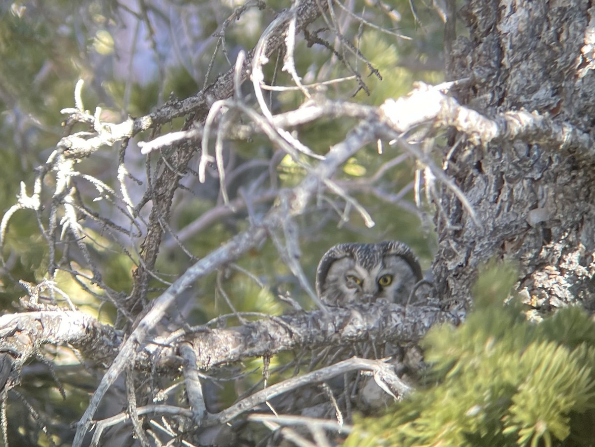 Boreal Owl - ML646238794