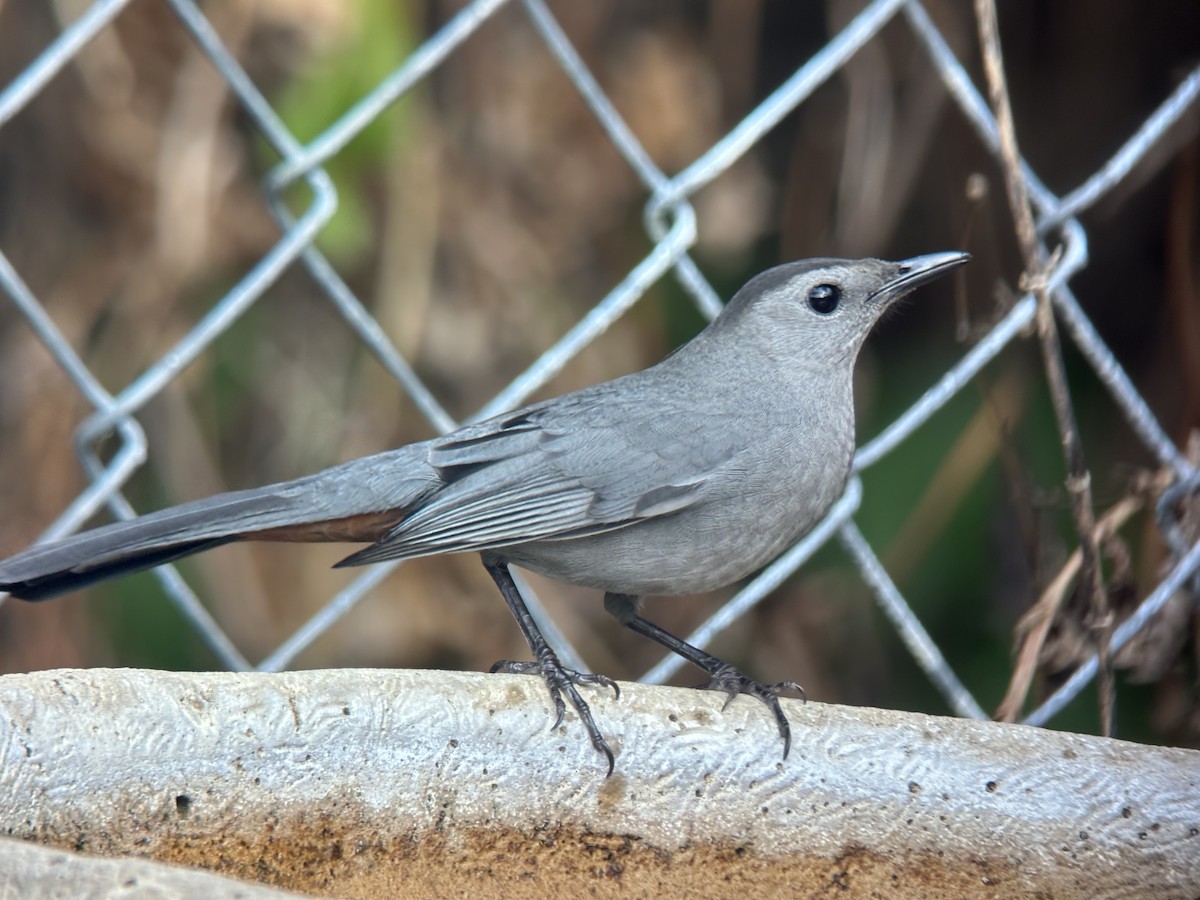 Gray Catbird - ML646238796