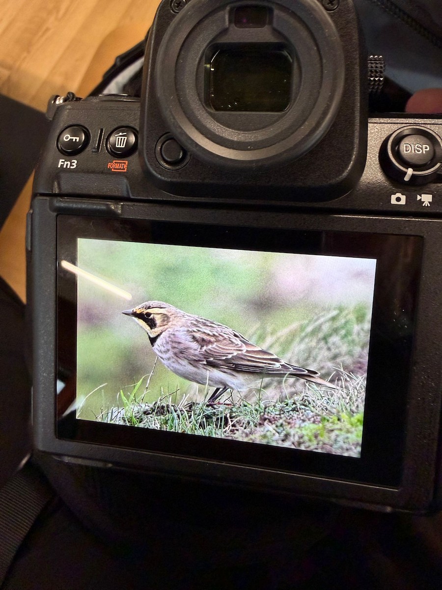 Horned Lark - ML646238813