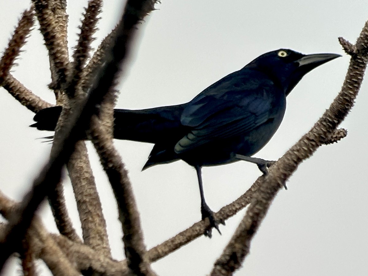 Common Grackle - ML646238814