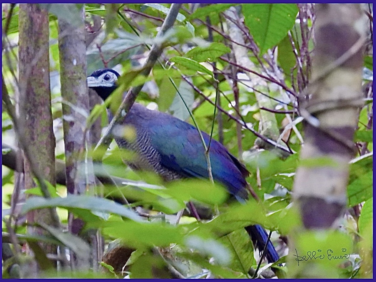 Bornean Ground-Cuckoo - ML646238816