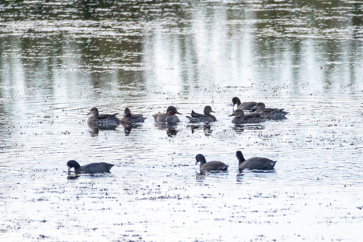 Green-winged Teal - ML646238817