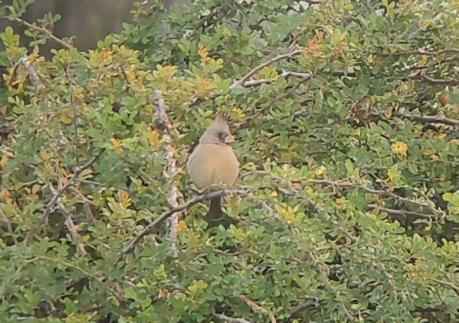 Pyrrhuloxia - ML646238831