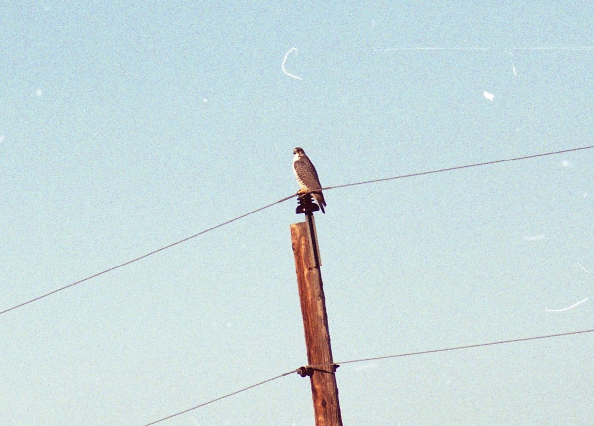 Gerfalke - ML646238832