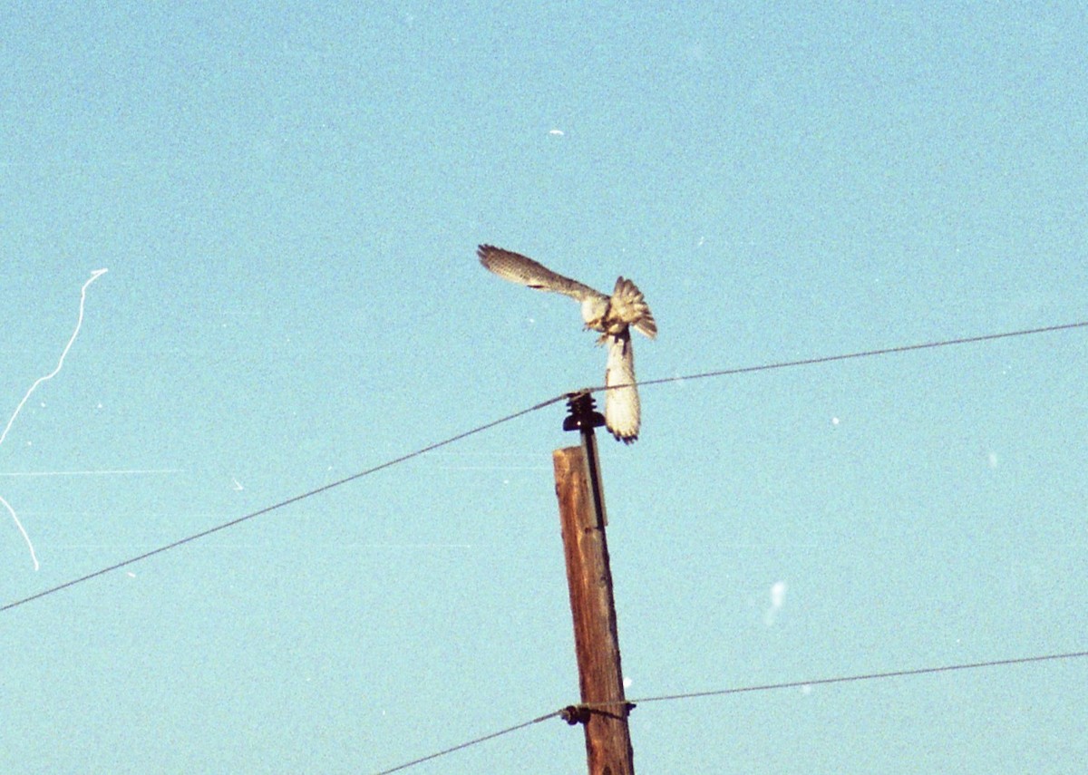 Gerfalke - ML646238833