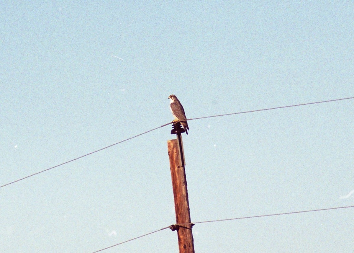 Gerfalke - ML646238834