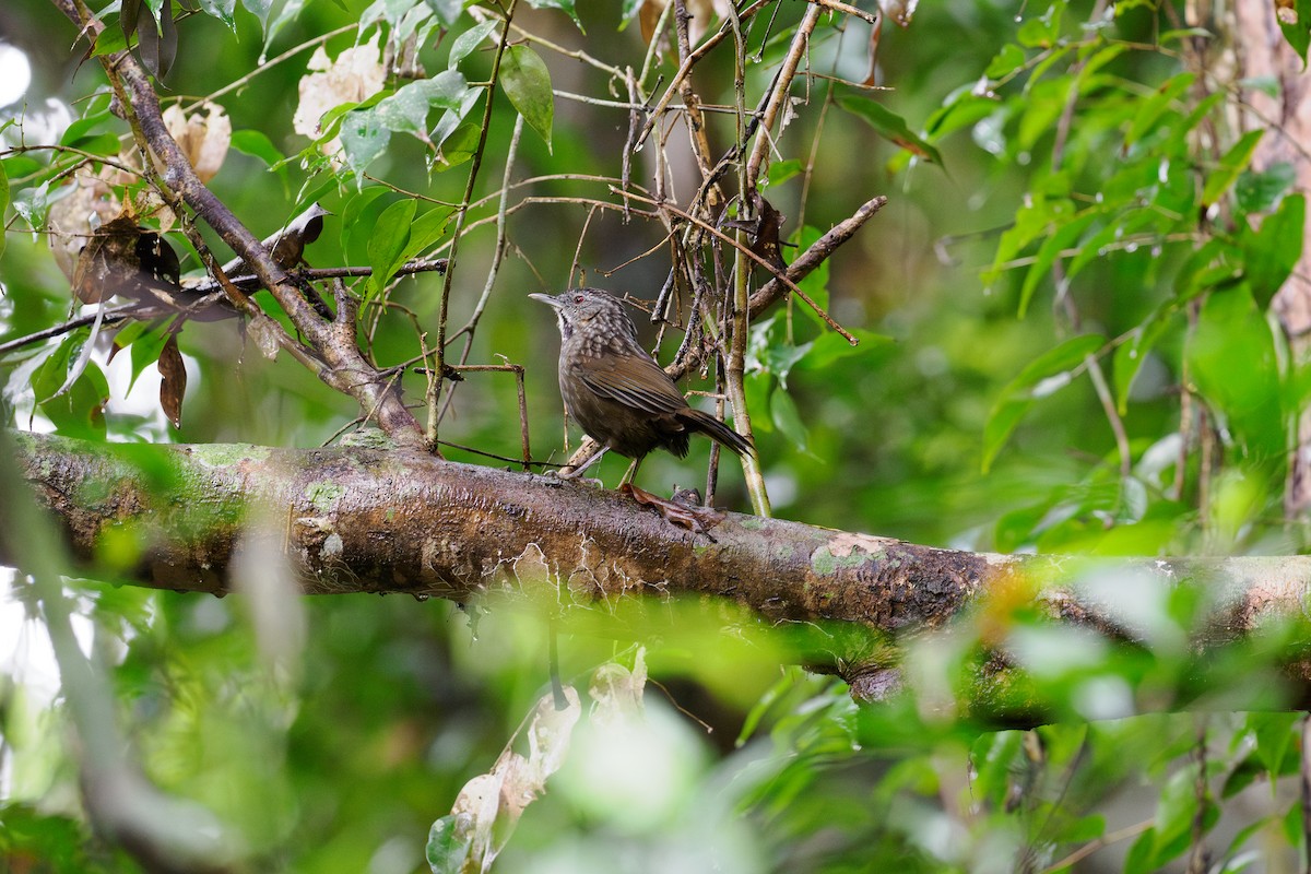 Annam Limestone Babbler - ML646238835