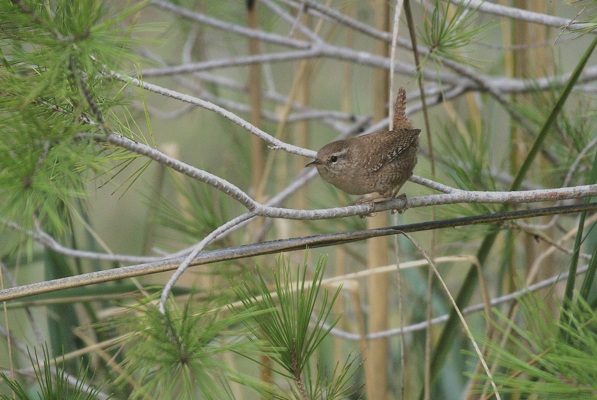 Eurasian Wren - ML646238836