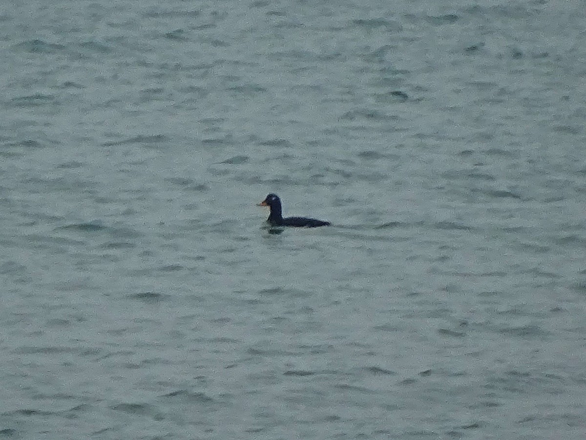 Velvet Scoter - ML646238837