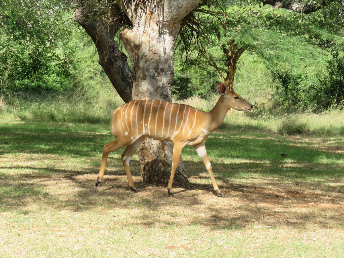 Animals - ML646238838