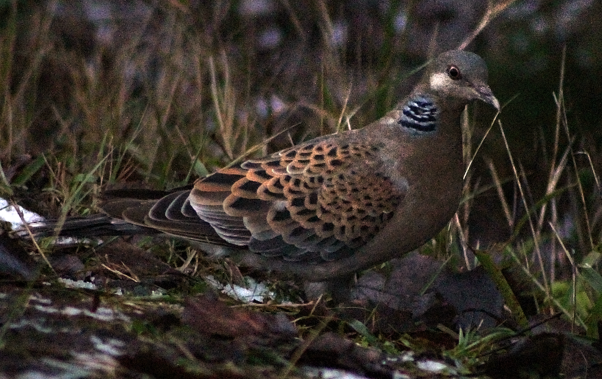 Oriental Turtle-Dove - ML646238839