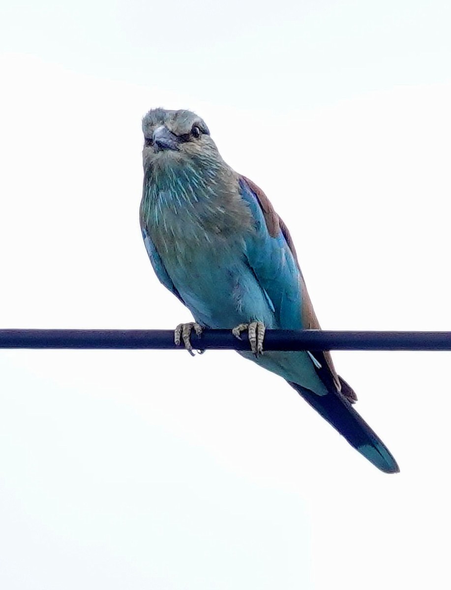 European Roller - ML646238840