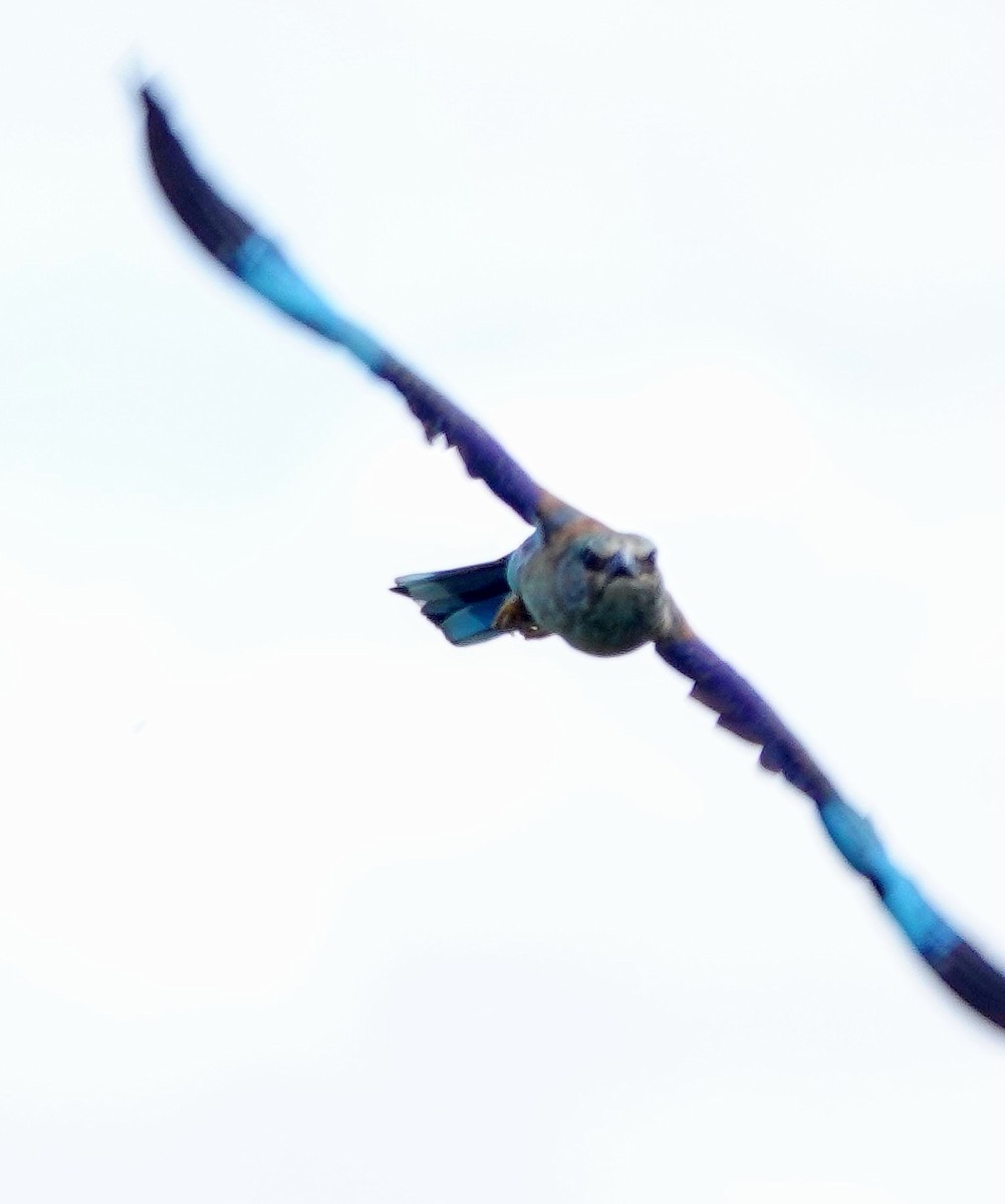 European Roller - ML646238841